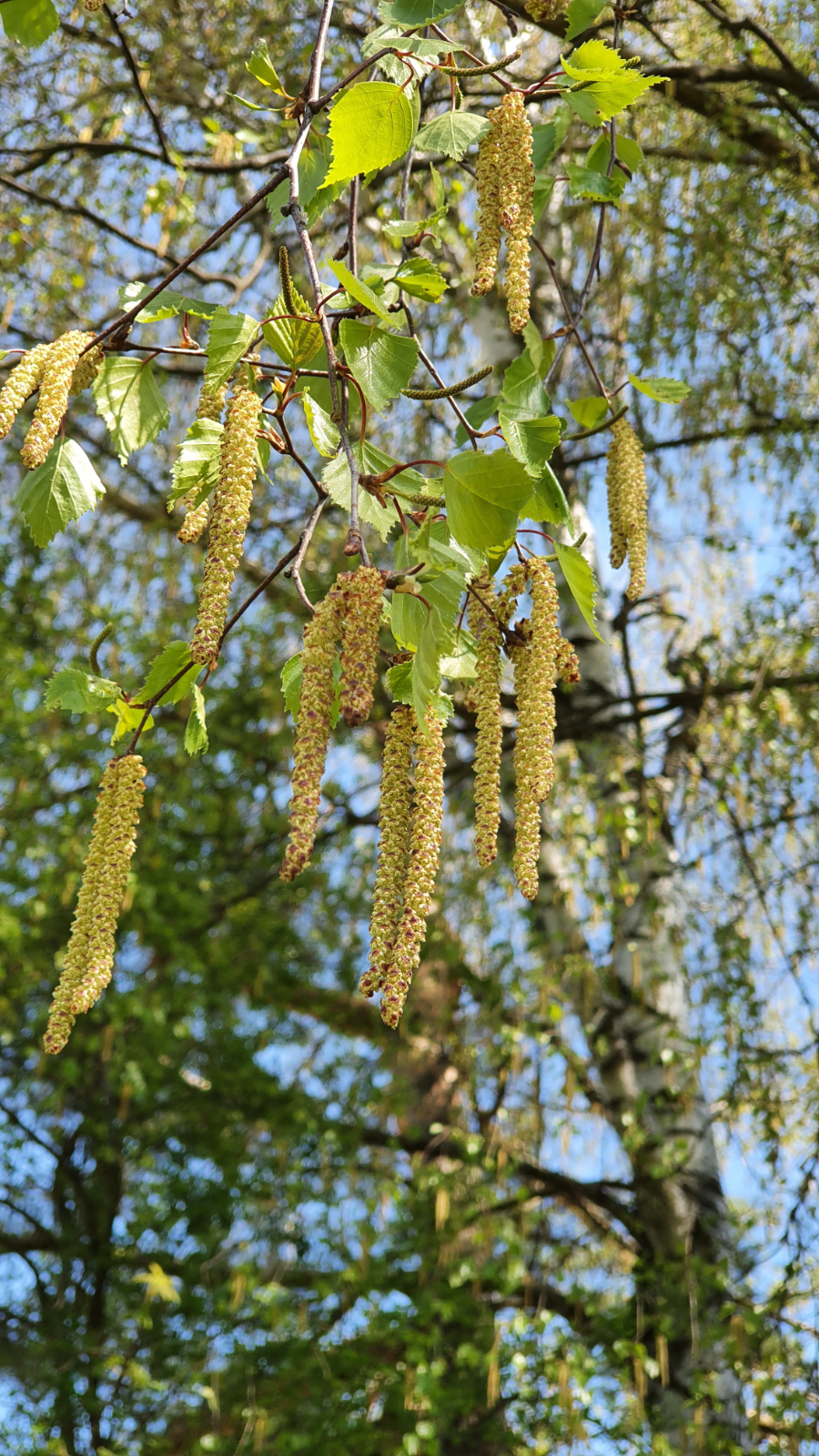 Neues Klima – neue Allergien